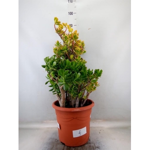 Crassula ovata 'Sunset'