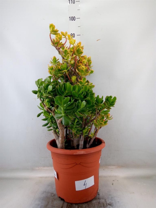 <h4>Crassula ovata 'Sunset'</h4>