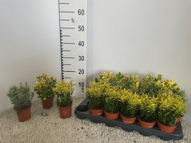 <h4>EUONYMUS JAP GEM</h4>