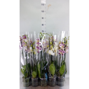 Phalaenopsis   ...mix  5