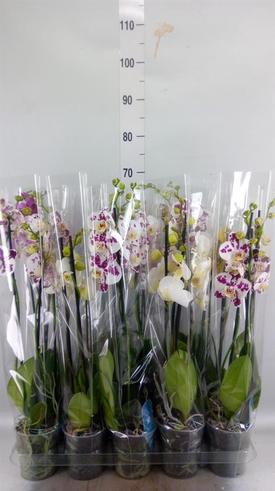 <h4>Phalaenopsis   ...mix  5</h4>