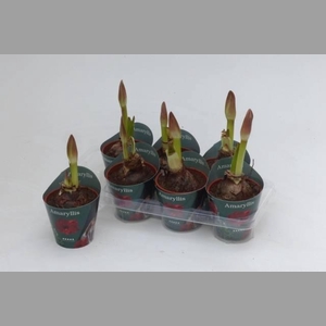 HIPP GA RED LION 2 STELEN