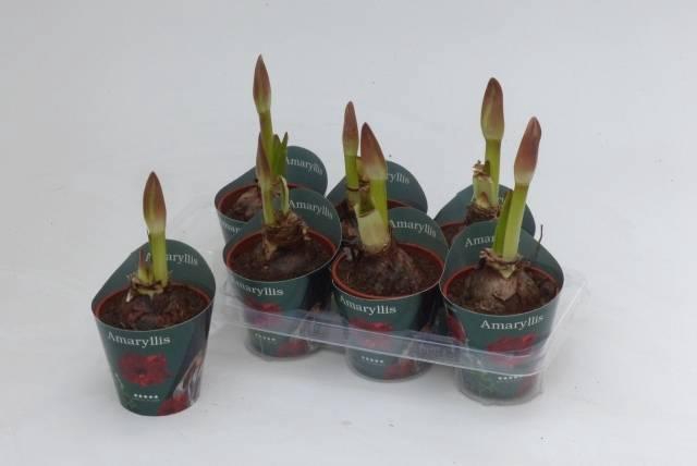 <h4>HIPP GA RED LION</h4>