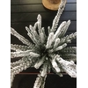 Arrangementen kamerplanten H%