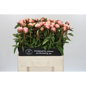 Paeonia Angel Cheeks