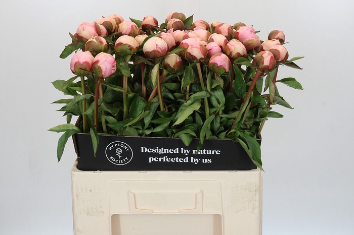 Paeonia Angel Cheeks