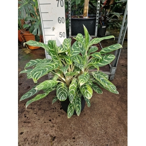 Aglaonema Stripes