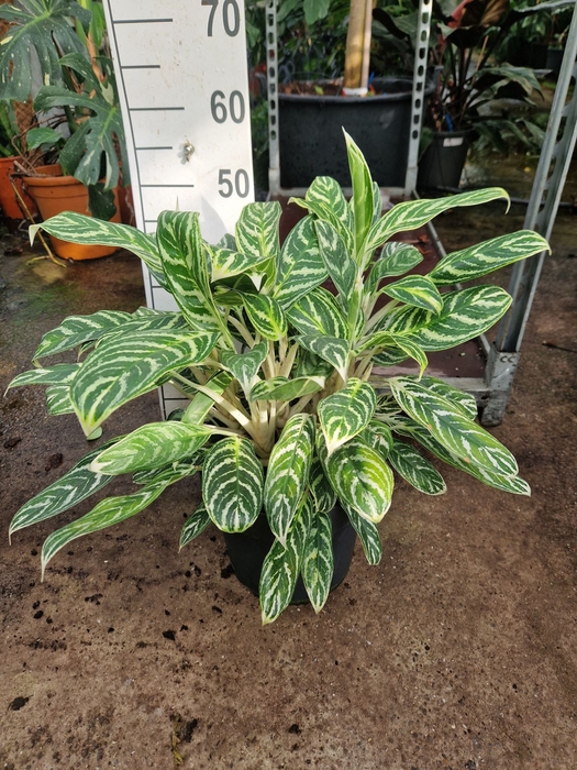 <h4>Aglaonema Stripes</h4>