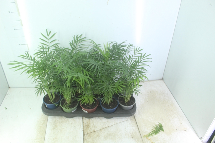 <h4>CHAMAEDOREA ELEGANS P11</h4>