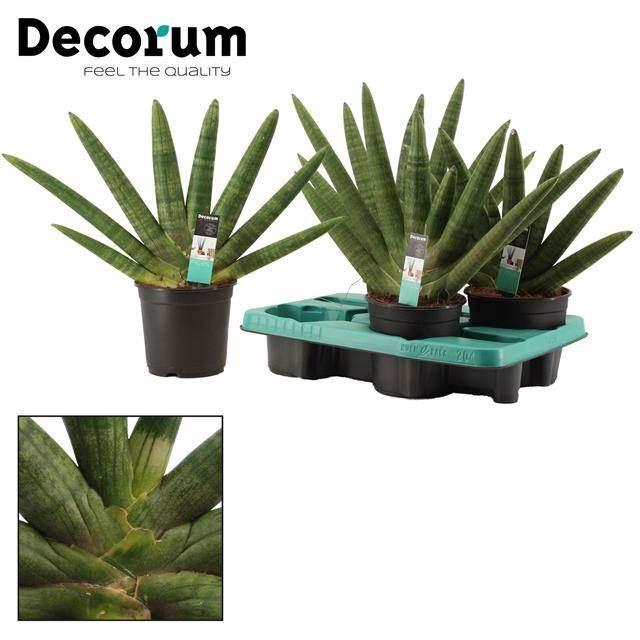 <h4>SANSEV CY BONCEL</h4>