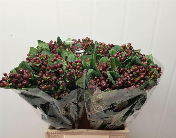 <h4>HYP GLOBO BURGUNDY</h4>