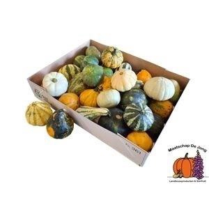 <h4>. Cucurbita Maya Mix</h4>