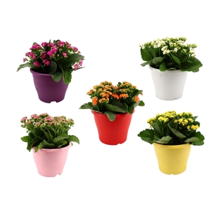 Hello Summer Kalanchoe Blossfeldiana in 19 cm Terras pot