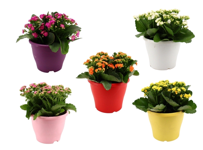 <h4>Hello Summer Kalanchoe Blossfeldiana in 19 cm Terras pot</h4>