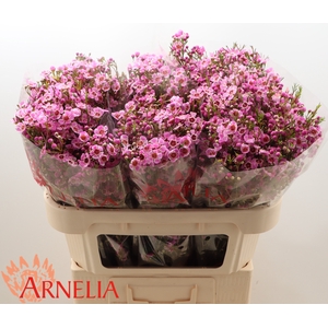 Chamelaucium 'Niek's Pride'