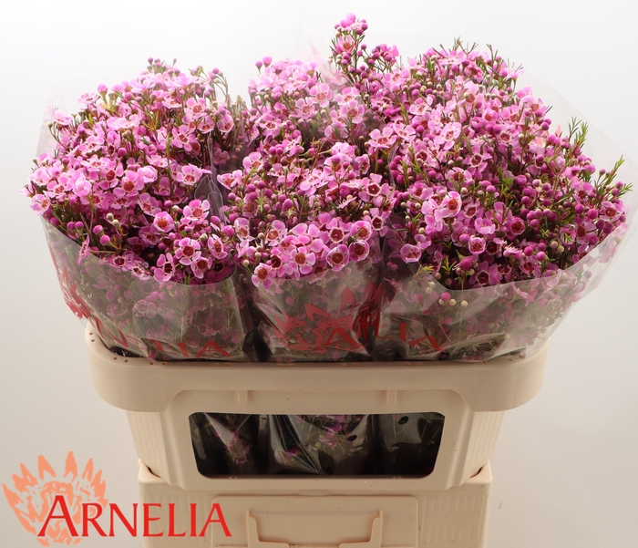 <h4>Chamelaucium 'Niek's Pride'</h4>