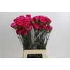 Dianthus St Bizet