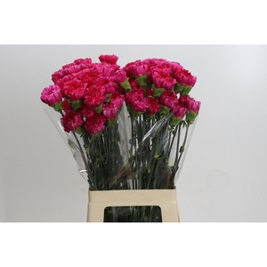 Dianthus St Bizet
