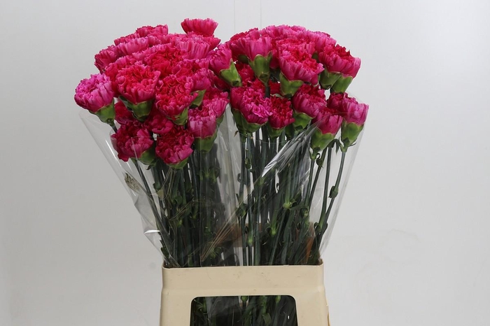Dianthus St Bizet