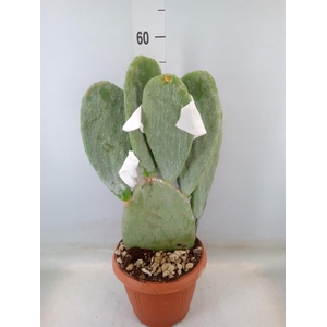 Opuntia