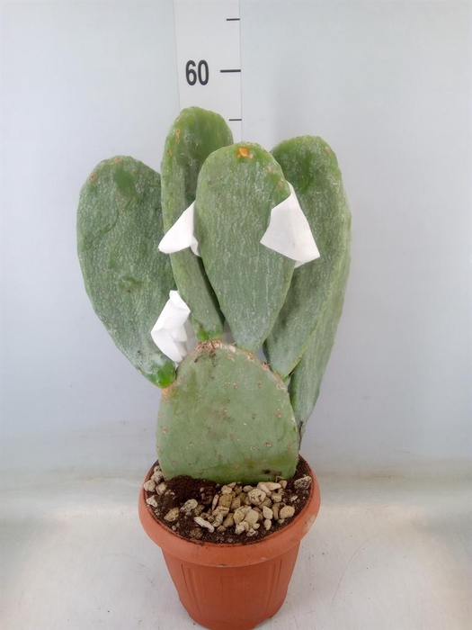 <h4>Opuntia</h4>
