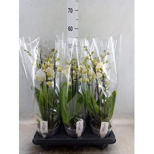Phalaenopsis  'Ant Inverness'