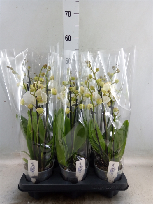 <h4>Phalaenopsis  'Ant Inverness'</h4>