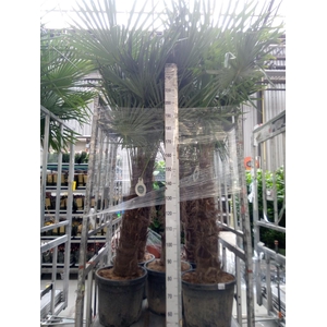 Trachycarpus fortunei