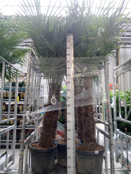 <h4>Trachycarpus fortunei</h4>