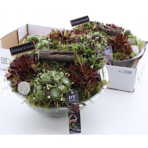 ARR SEMPERVIVUM