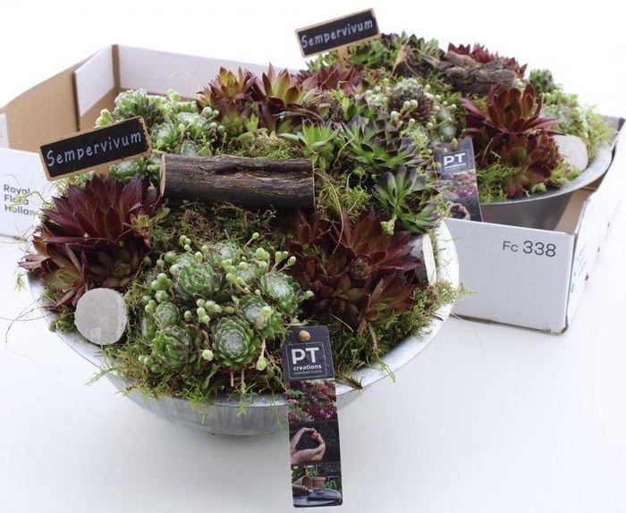 <h4>ARR SEMPERVIVUM</h4>