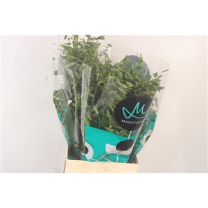 Siergras Chasmantium Mantis