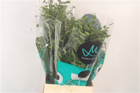 <h4>Siergras Chasmantium Mantis</h4>