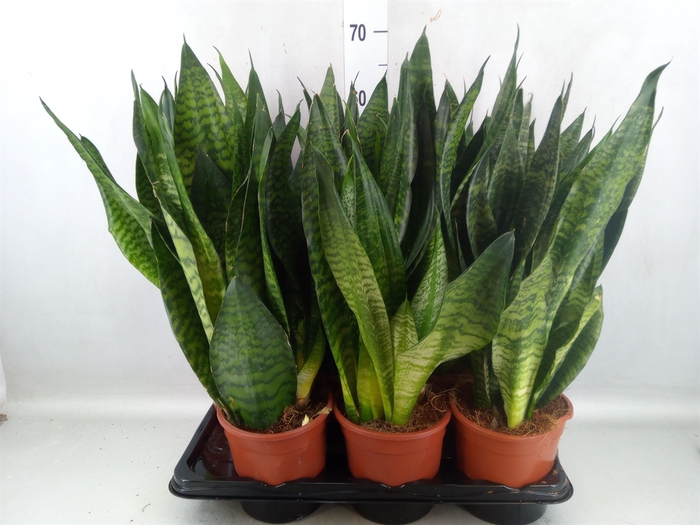 <h4>Sansevieria zeylanica</h4>