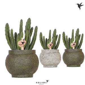 Kolibri Greens Stapelia Leendertziae in Ancient pot green