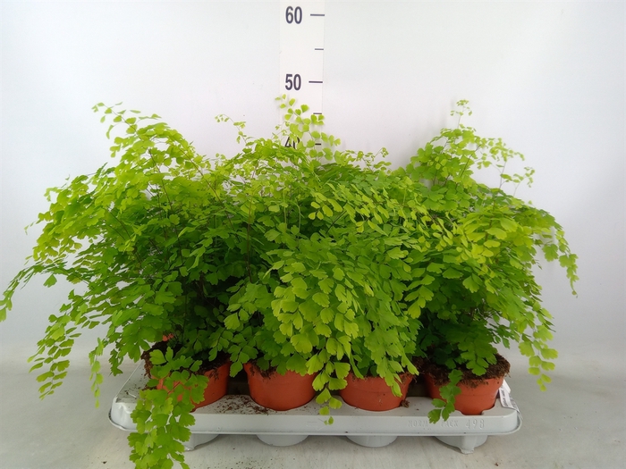 <h4>Adiantum raddi. 'Fragrans'</h4>
