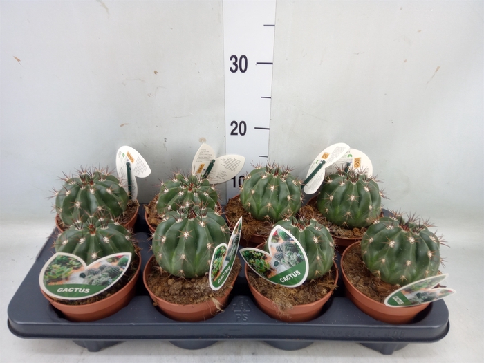 <h4>Ferocactus hamatacanthus</h4>