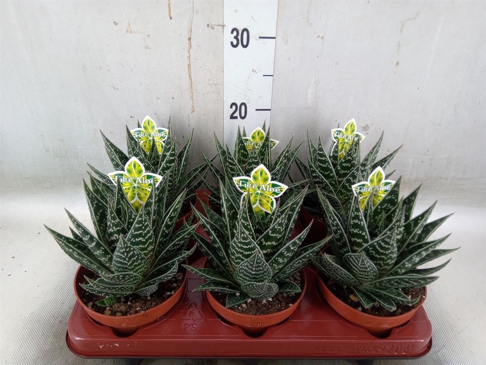 <h4>Aloe aristata 'Tiki Tahi'</h4>