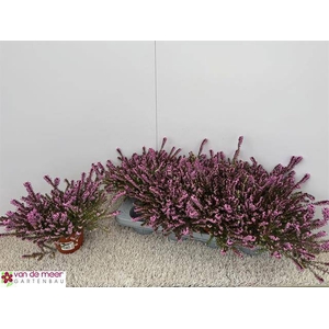 Erica Darleyensis mix 12,5Ø 17cm