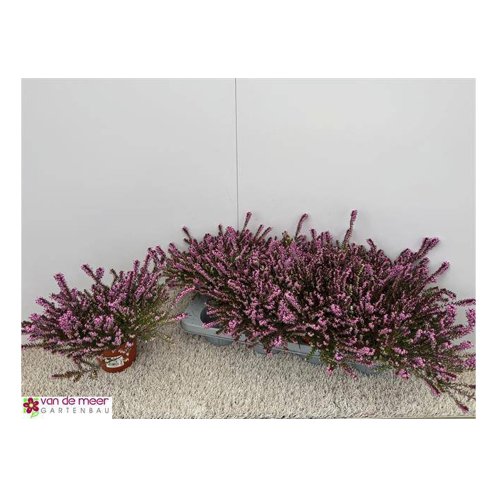 <h4>Erica Darleyensis mix 12,5Ø 17cm</h4>
