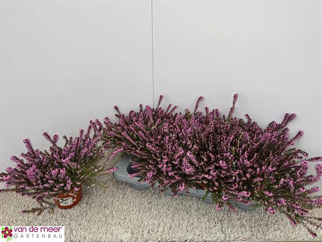 Erica Darleyensis mix 12,5Ø 17cm