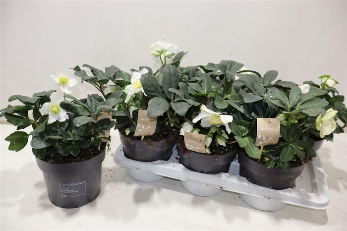 <h4>Hell Ni Chr Carol</h4>