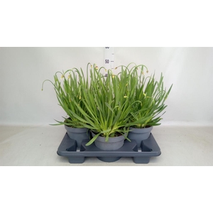 Allium  'Millenium'