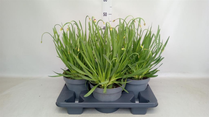 <h4>Allium  'Millenium'</h4>