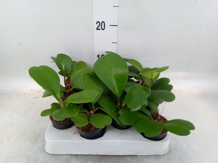 <h4>Hoya kerrii</h4>