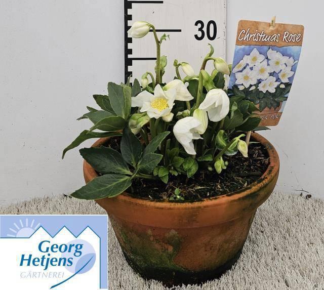 <h4>HELL NI HGC DIVA</h4>