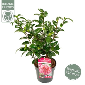 Camellia wil. 'Volunteer' ® Premium