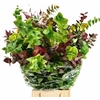 Euc. Stuartiana Autunno