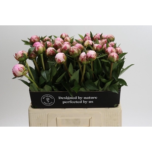 Paeonia Sarah Bernhardt
