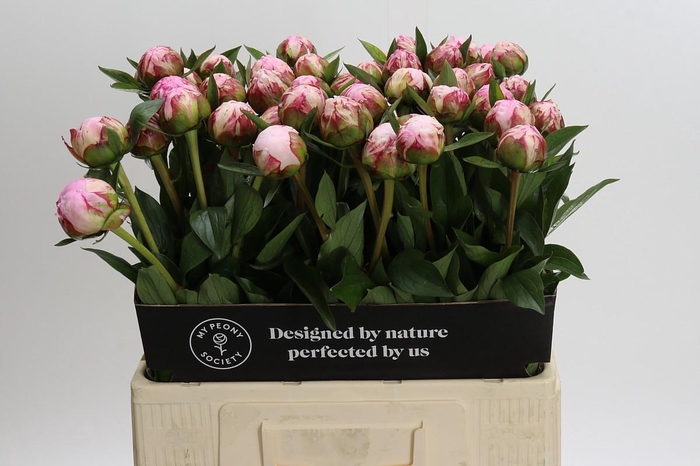 <h4>Paeonia Sarah Bernhardt</h4>
